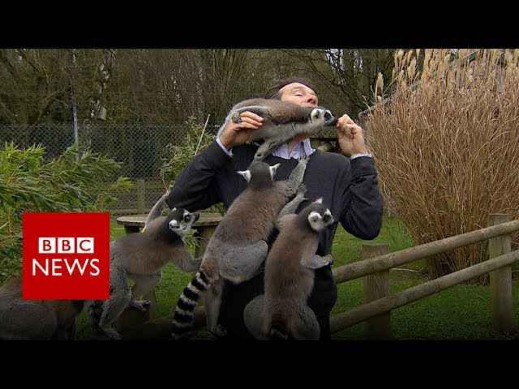 VIDEO. Journalist krijgt tijdens reportage te maken met enthousiaste maki's