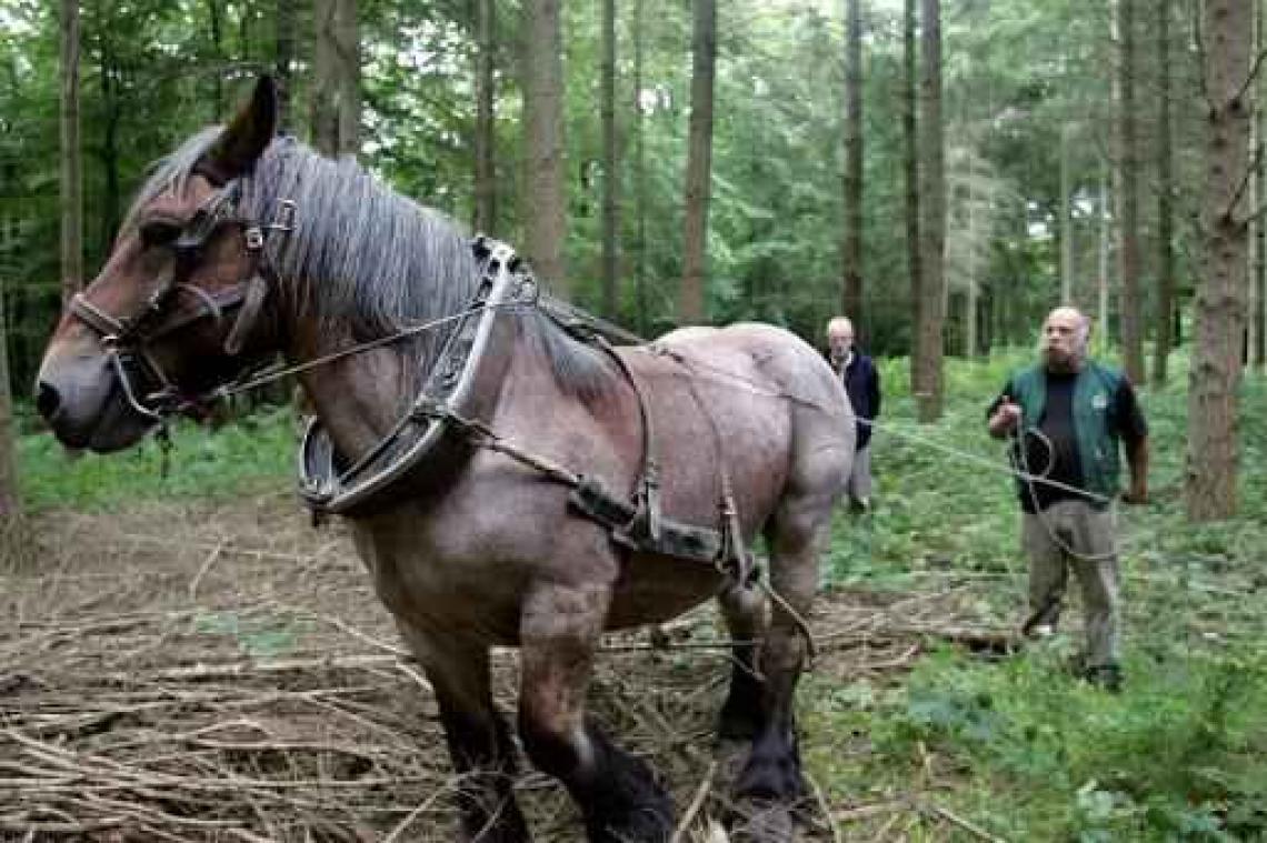 Gatz erkent Brabants trekpaard als immaterieel erfgoed