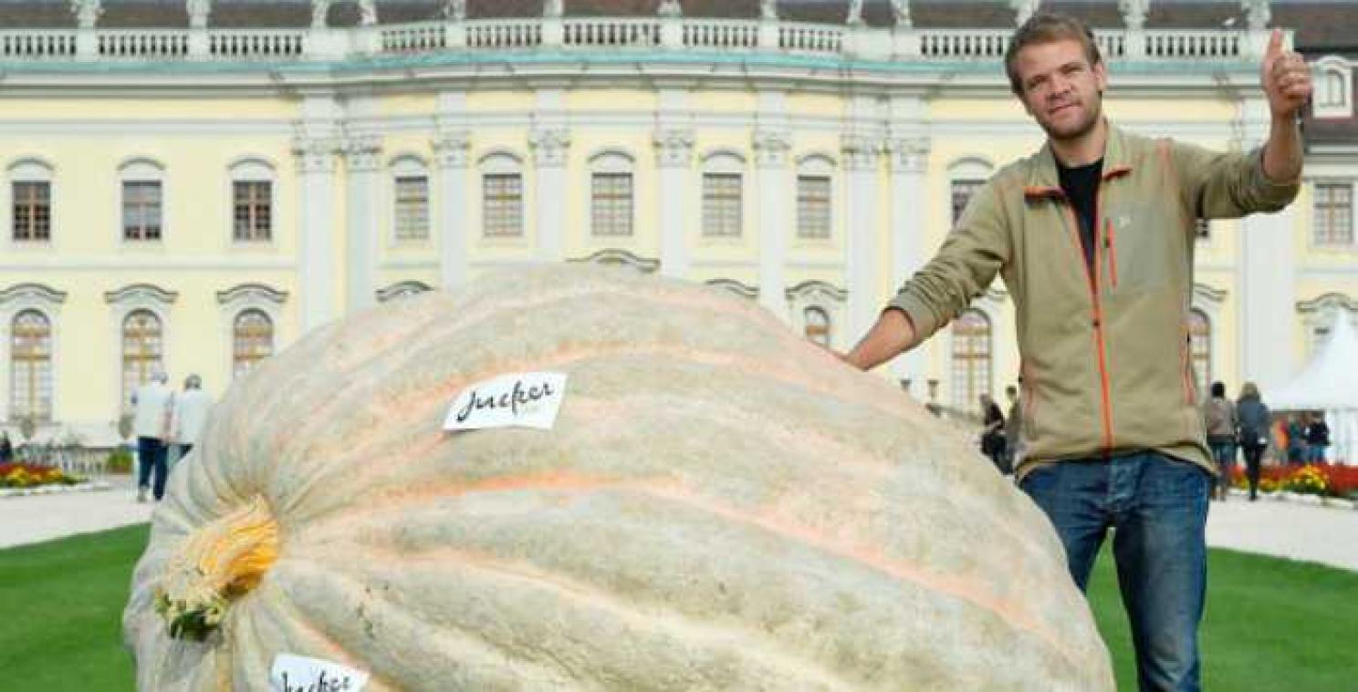 De grootste pompoen van Europa weegt maar liefst 856 kilogram