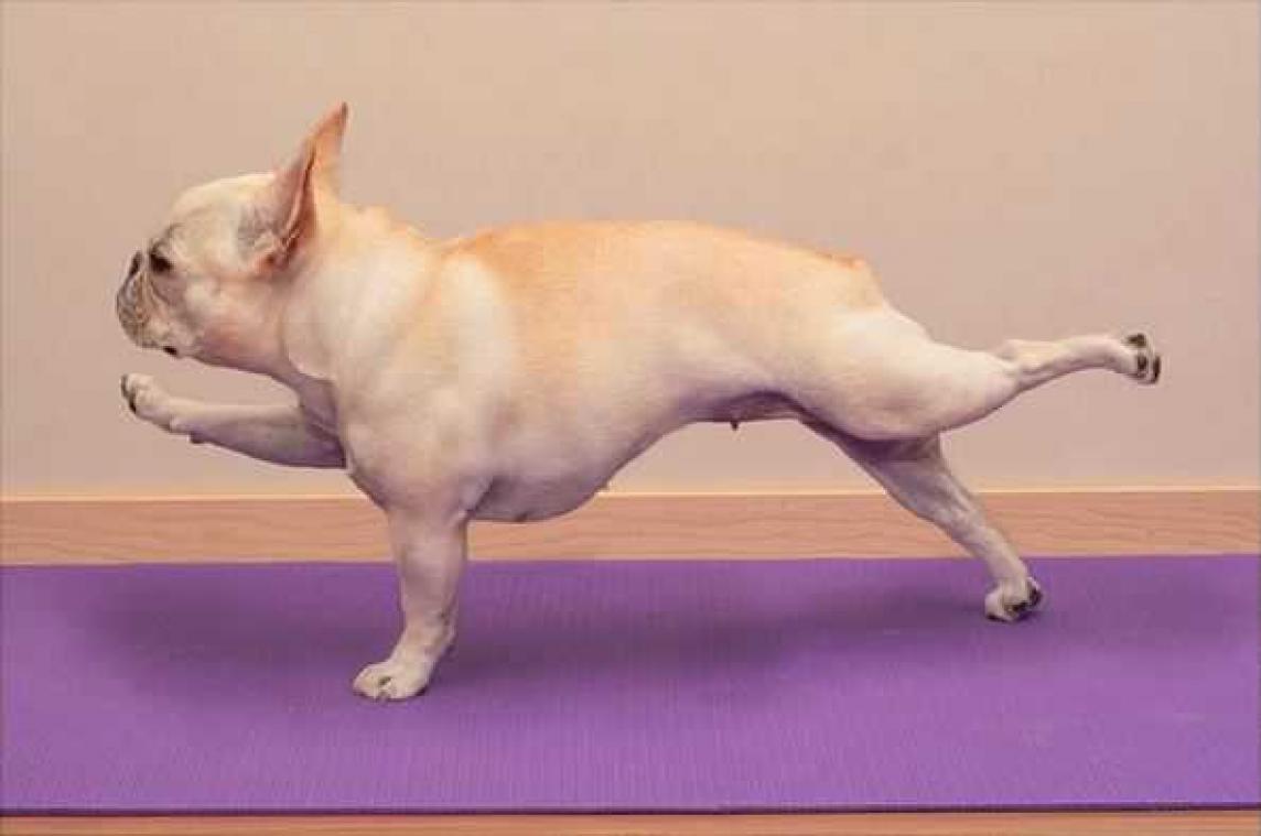 Deze honden geven je een duwtje in de rug om te sporten