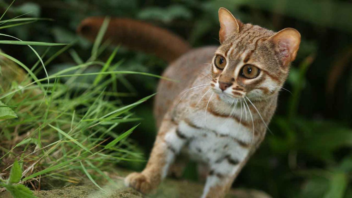 VIDEO. Kleinste kat ter wereld zet internet op stelten