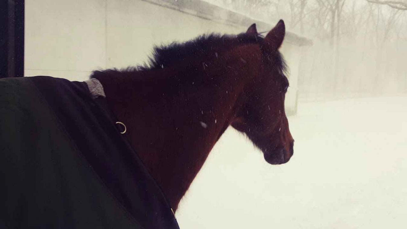 VIDEO. Filmpje van twee paarden werkt op de lachspieren