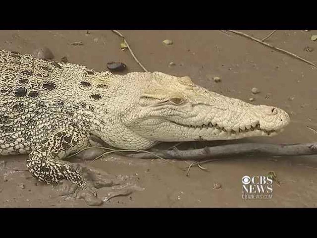 VIDEO. Toeristen spotten zeldzame witte krokodil