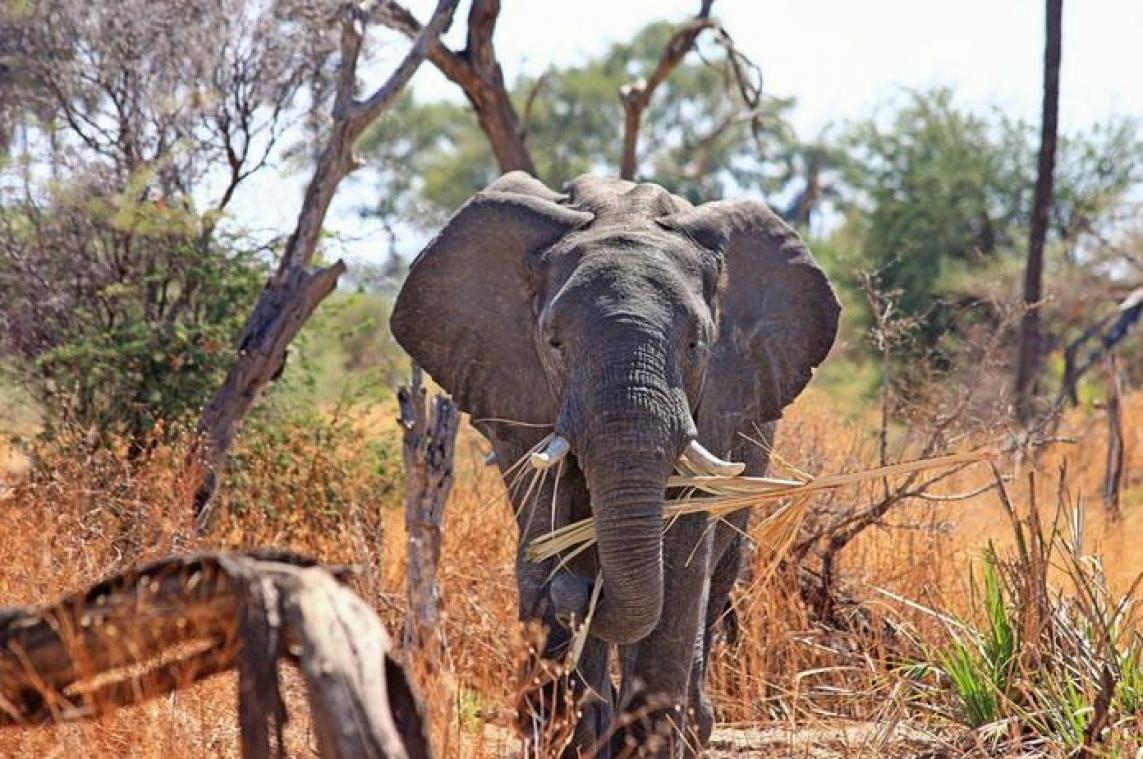 Dierenpopulaties lijden onder oorlog