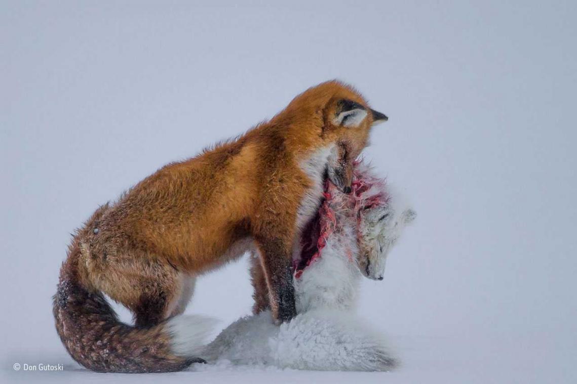 IN BEELD. Dit zijn officieel de mooiste natuurfoto's van het jaar