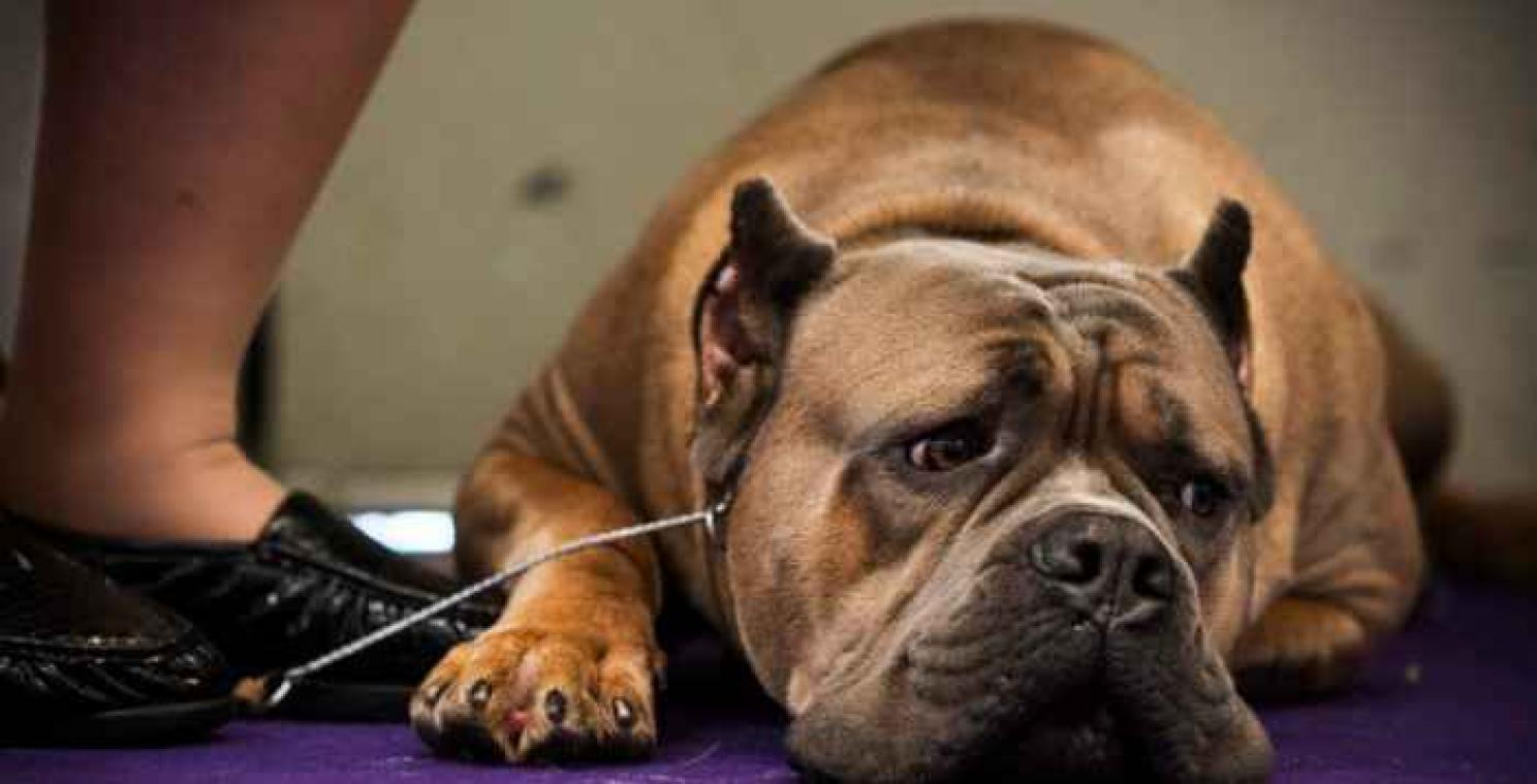 Verbazingwekkende reacties van honden die iets mispeuterd hebben