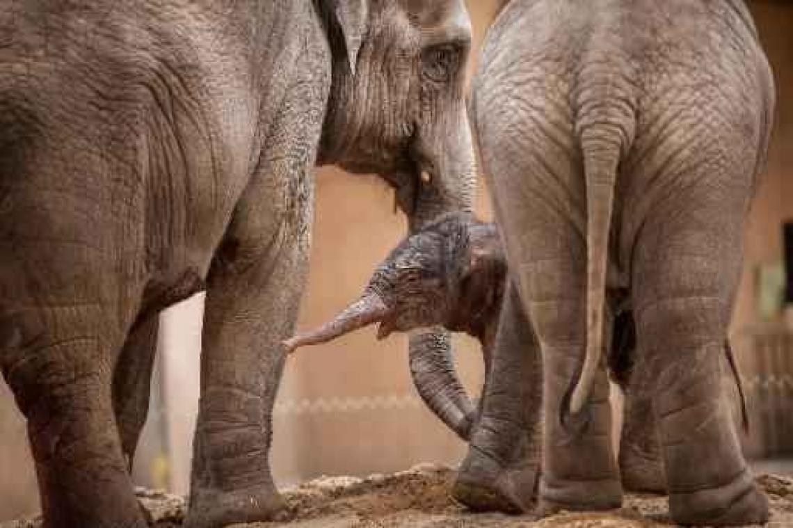 Baby van olifant Kai-Mook is toch een vrouwtje
