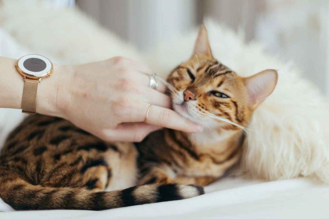 Chinezen zijn geobsedeerd door nieuwe rage: snuffelen aan katten