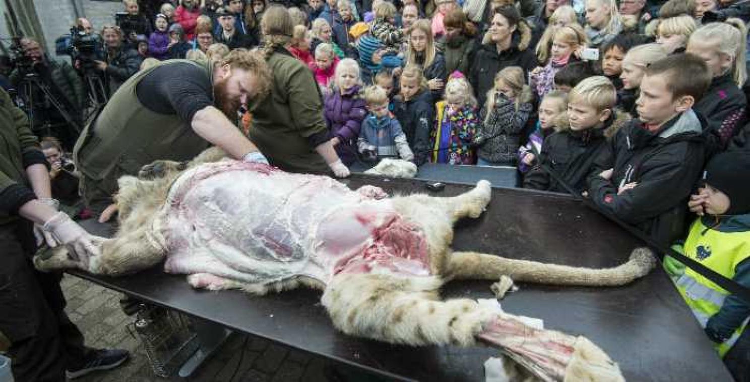 Openbare dissectie van leeuw in Deense zoo veroorzaakt polemiek
