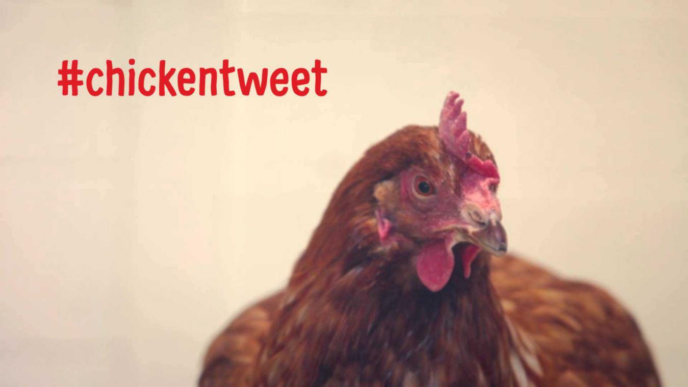 Kip heeft haar eigen Twitteraccount