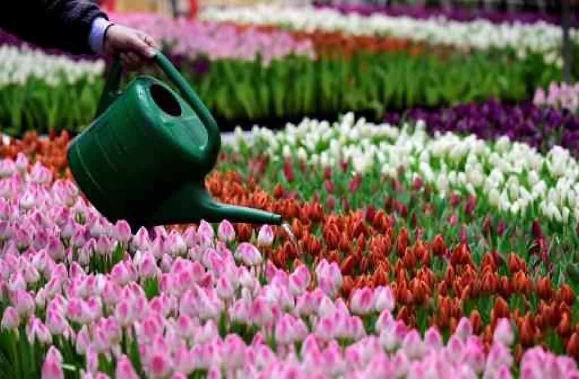 Pluktuin voor Antwerpen-centraal verdeelt 100.000 gratis tulpen