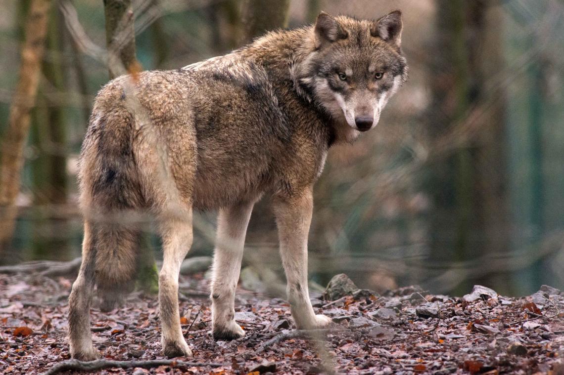 Wolvin Naya verdacht van dubbele schapenmoord