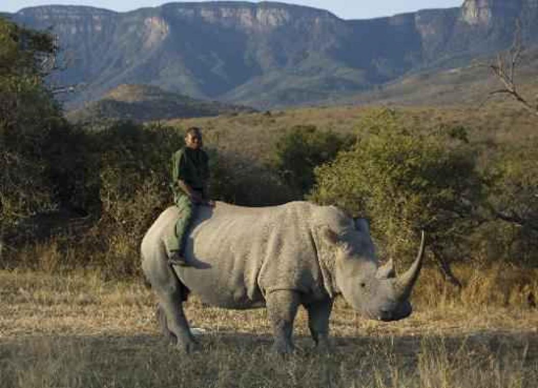 Stropers doodden in 2017 weer meer dan 1000 neushoorns in Zuid-Afrika