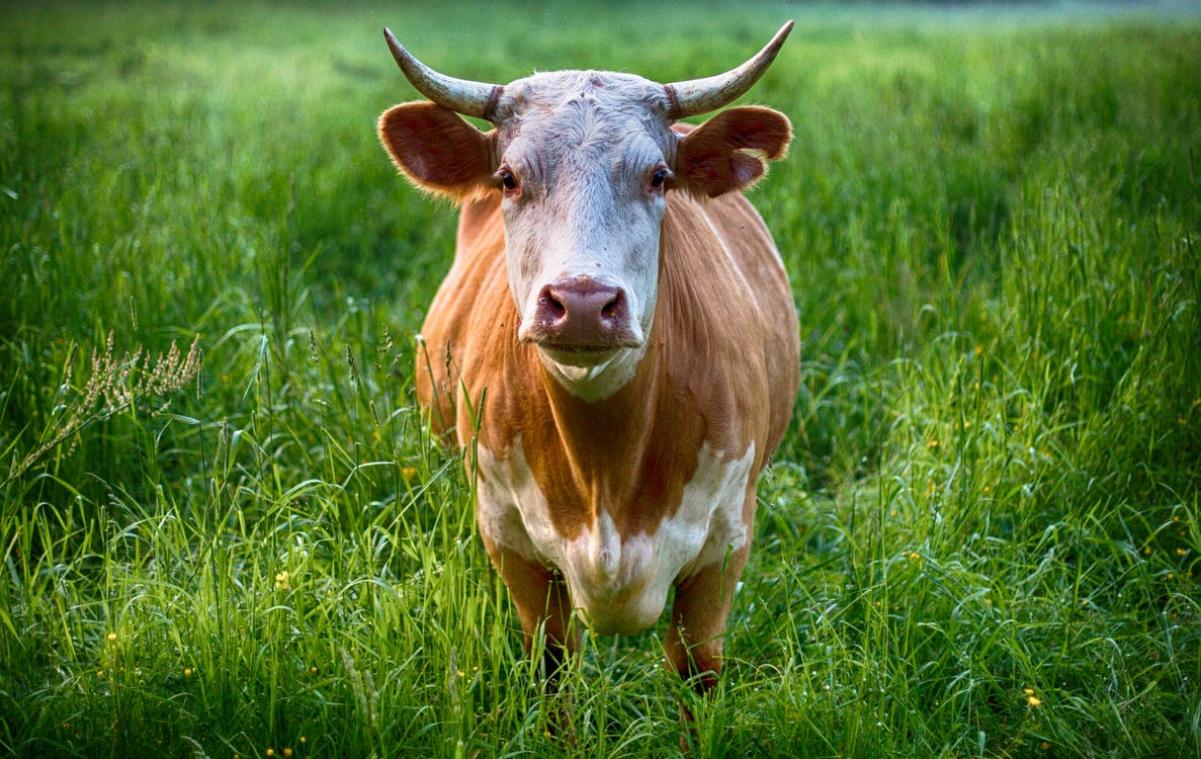 Ontsnapte koe blijft al zes weken uit handen van slager en boer