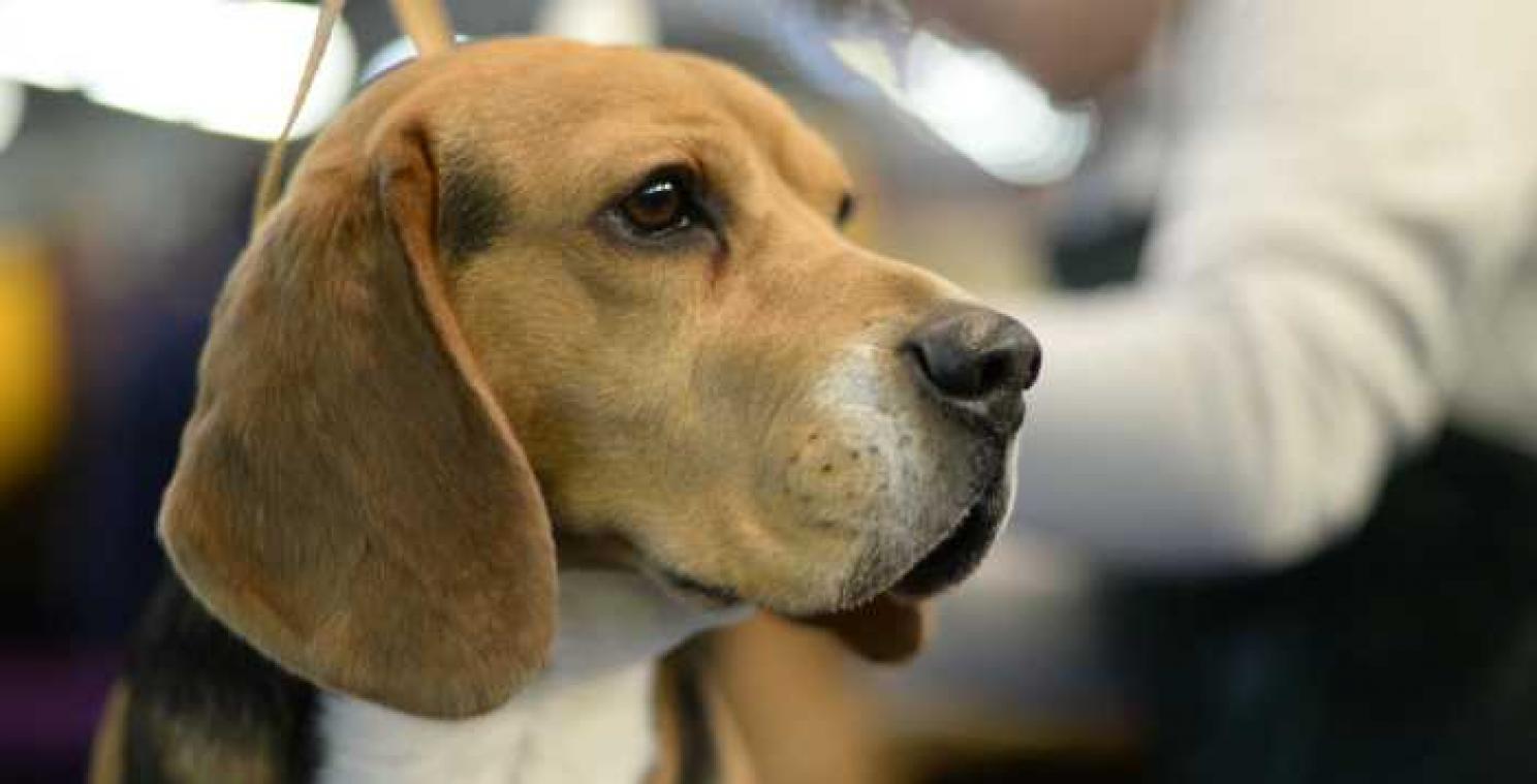 Chinese genetici creëren gespierde honden