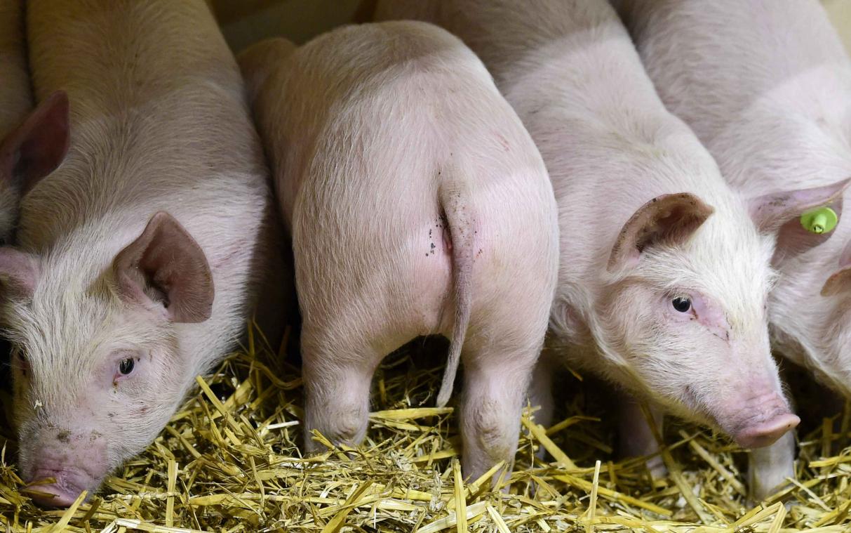 Chirurg maakt vagina van varkensdarmen