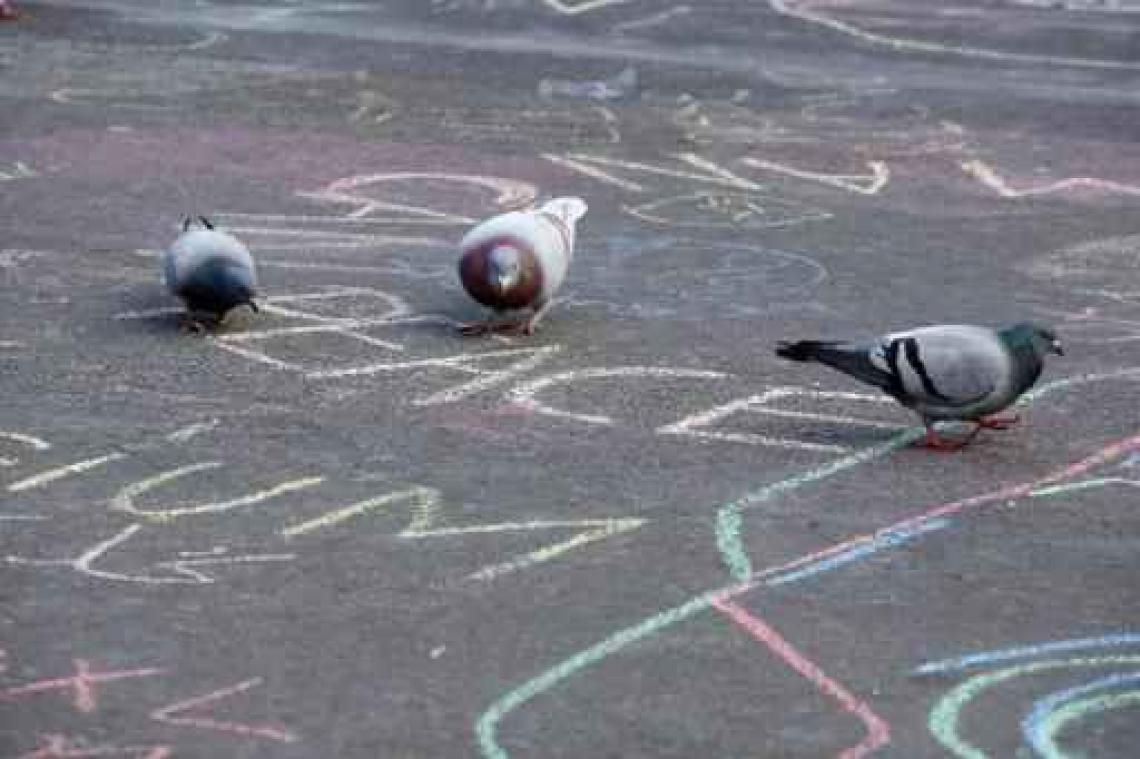 Kauw blijft topper, houtduif meest verspreid op speelplaats tijdens scholentelling
