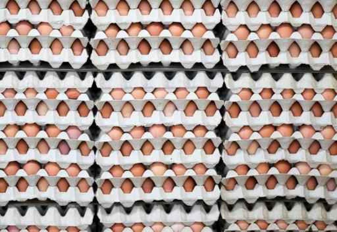Fipronil in eieren - Eierprijzen nog steeds erg hoog