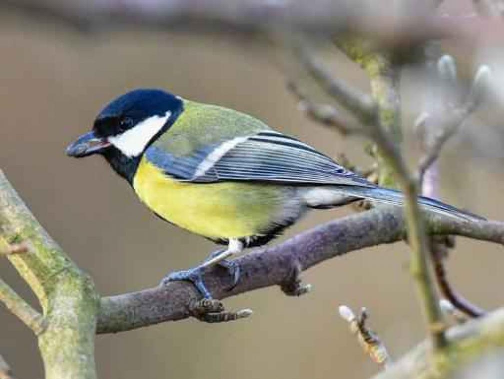 Koolmees stoot huismus van de troon als meestgetelde vogel in Vlaanderen