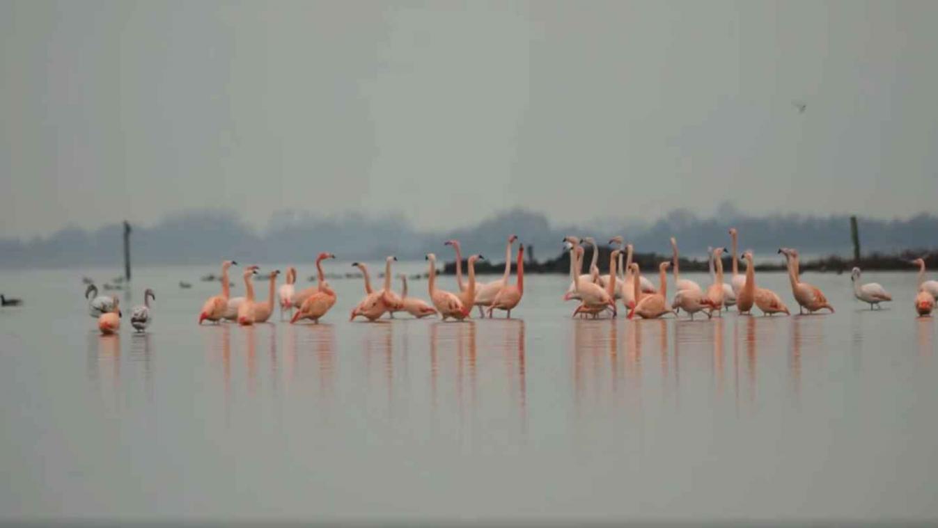 VIDEO. Flamingo's in Nederland gaan viraal