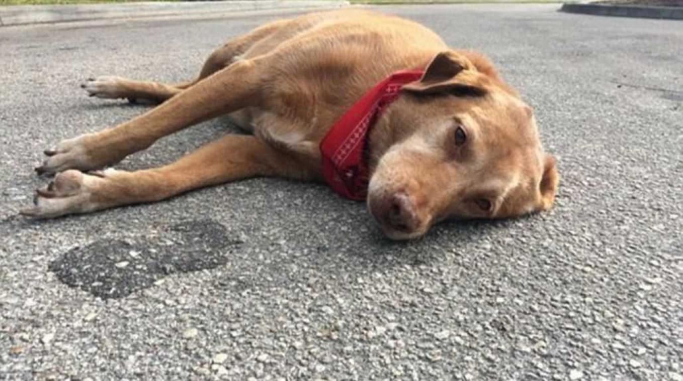 Hond waakt urenlang over baasje na dodelijk ongeval