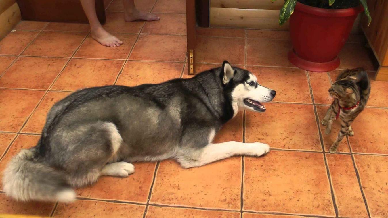 Vriendelijke hond wil spelen, maar kat heeft geen zin 