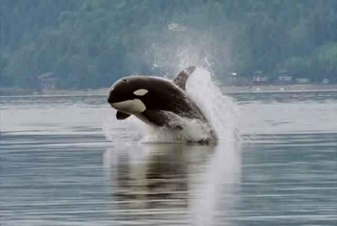 Orka Wikie kan 'praten'