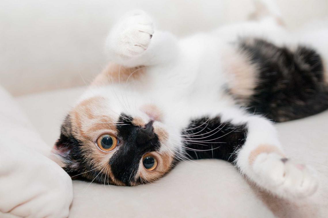 Kat sloebert drie flessen wijn leeg en heeft serieuze kater