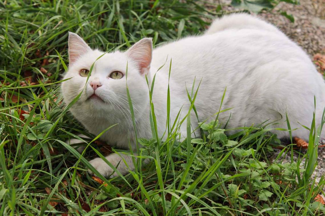 Ook huisdieren eten steeds vaker vegan