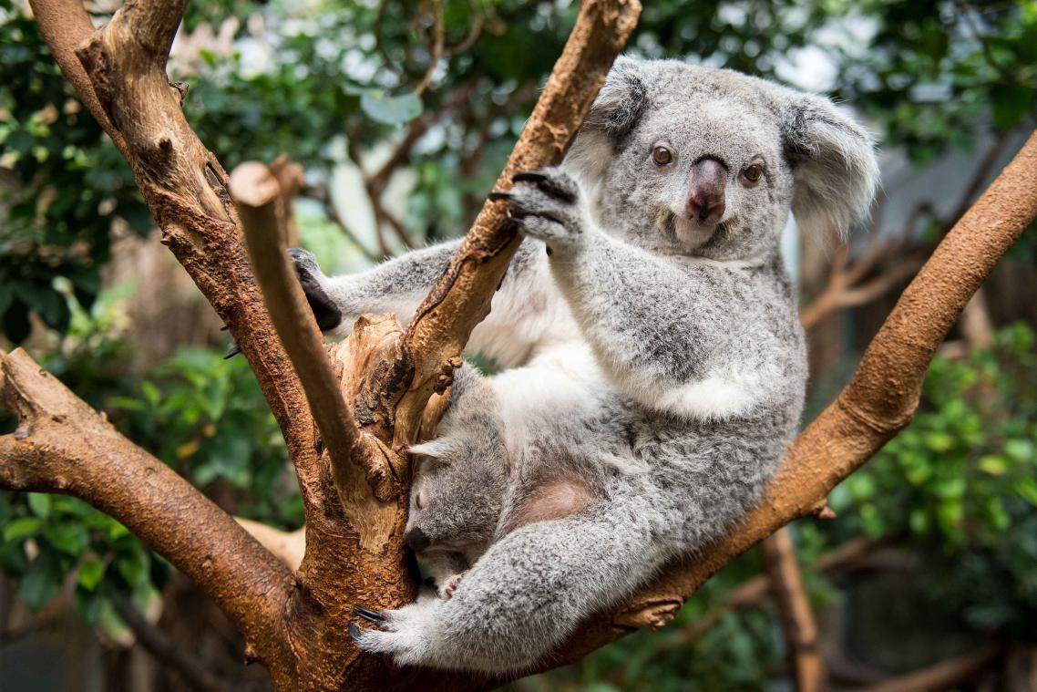 VIDEO. Koala gered dankzij Australische adonis