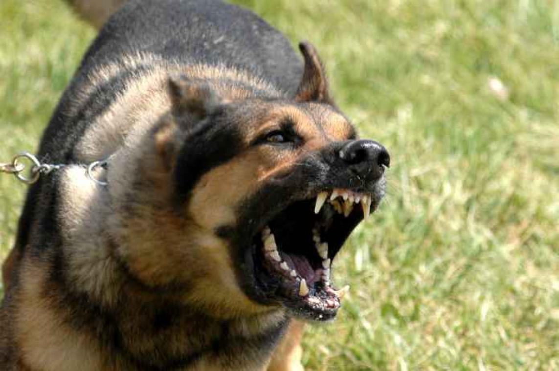 Honden bijten vaker mannen dan vrouwen