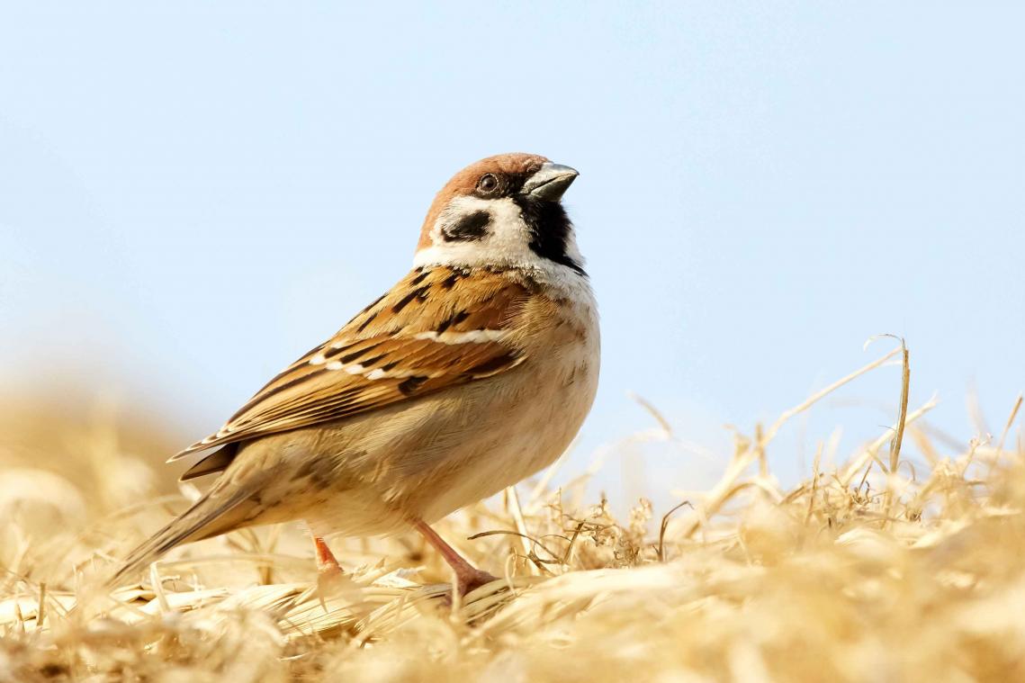 Zangvogels zijn ultieme bospoepers