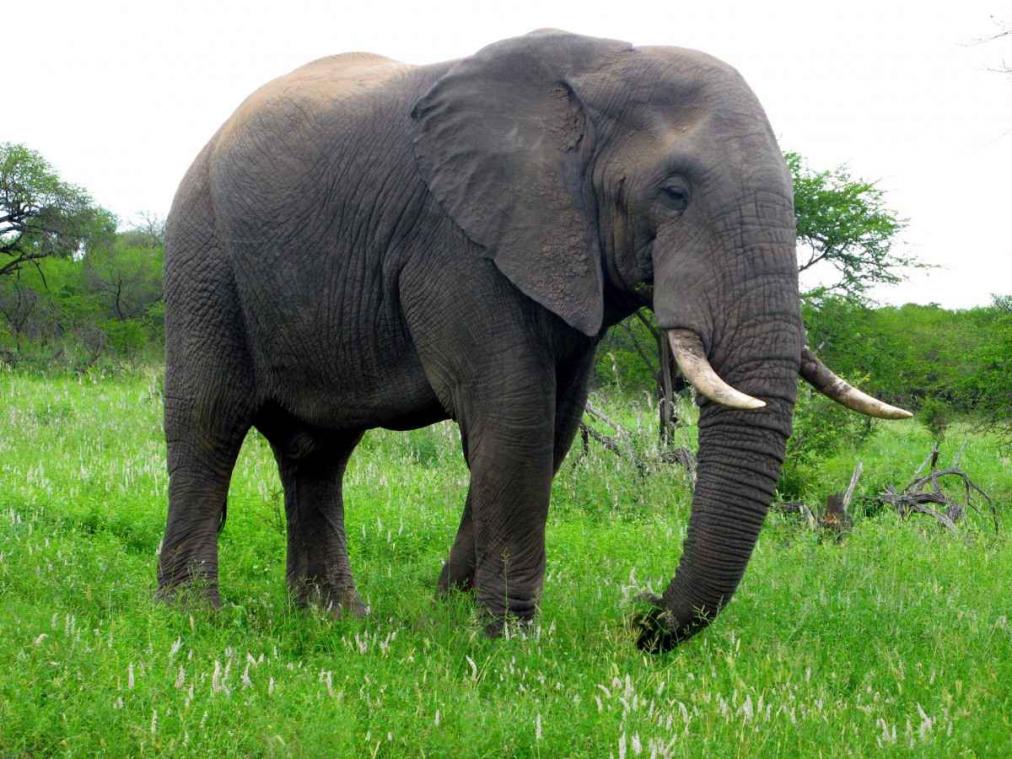 Schrik voor bijen kan leven van olifant redden