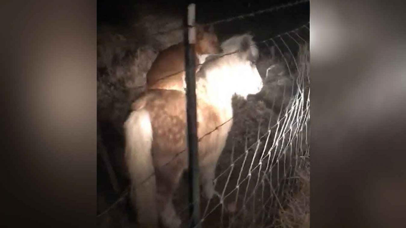 VIDEO. Hond maakt een ritje op eenogige pony