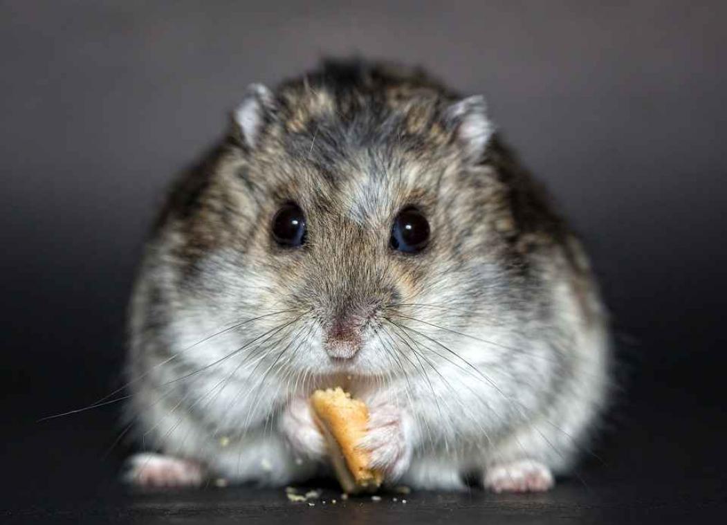 Vrouw moet levende hamster door toilet spoelen op luchthaven