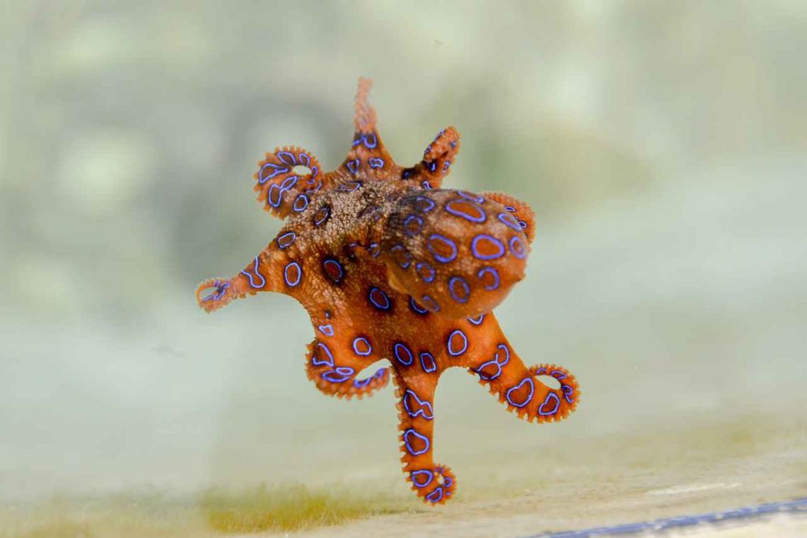 VIDEO. De wondere wereld van een octopusgeboorte