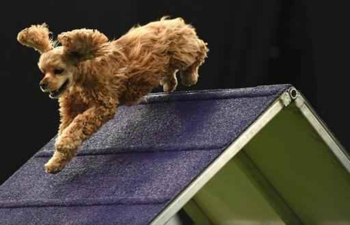 Dierenmishandeling blijft meestal onbestraft
