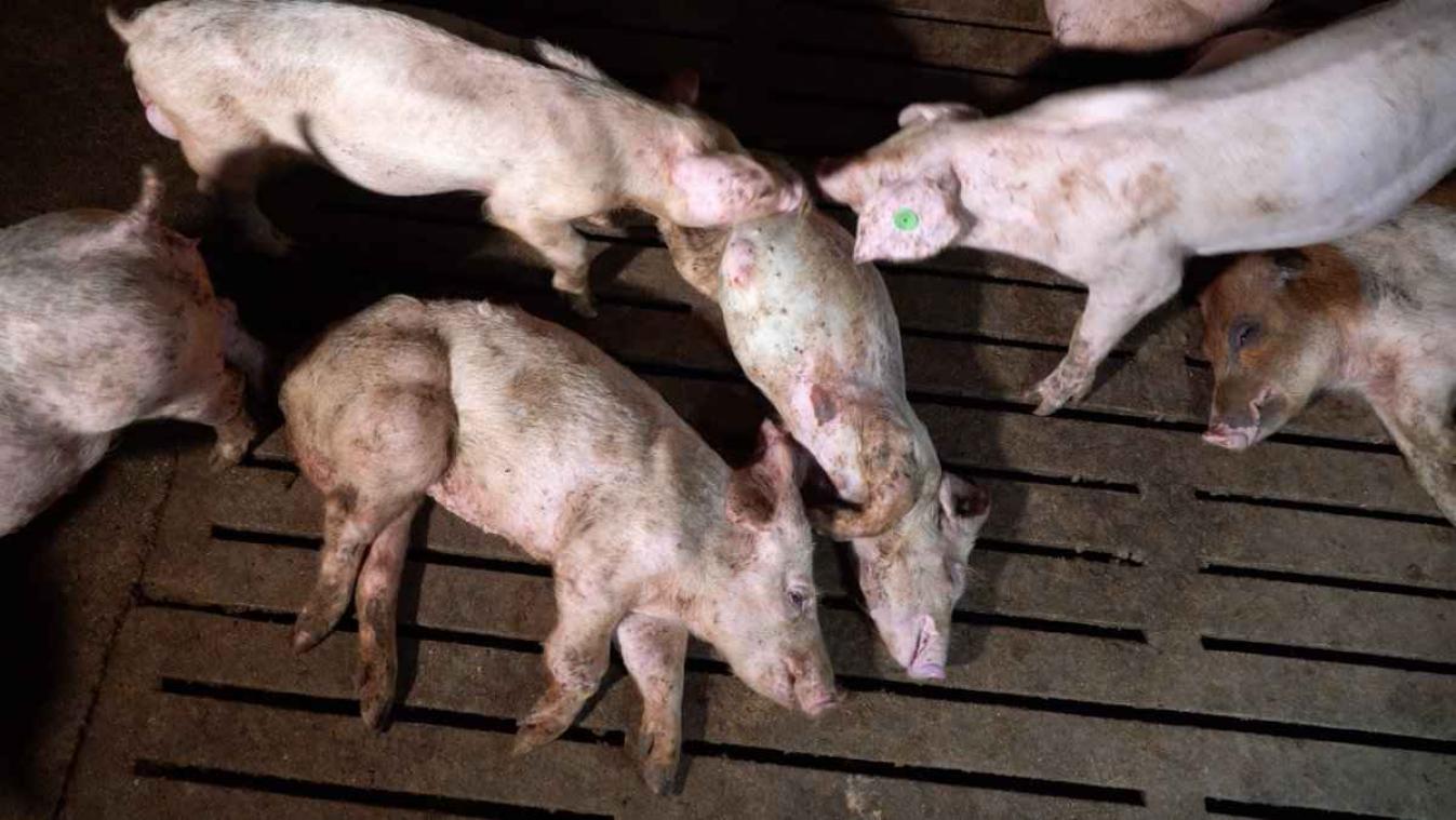 Colruyt en Delhaize zetten samenwerking met Spaanse vleesgigant stop