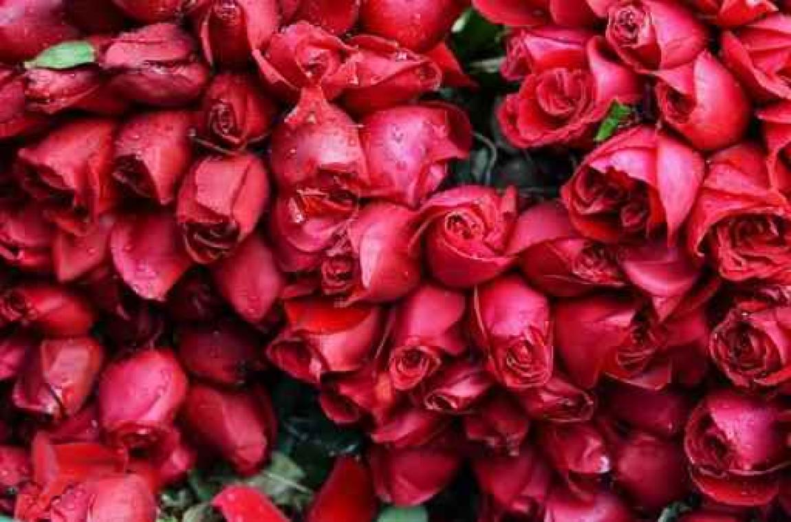 Valentijnbloemen van uitzonderlijk goede kwaliteit