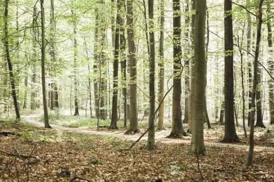 Schauvliege heeft "dubbele boekhouding" voor bosoppervlakte