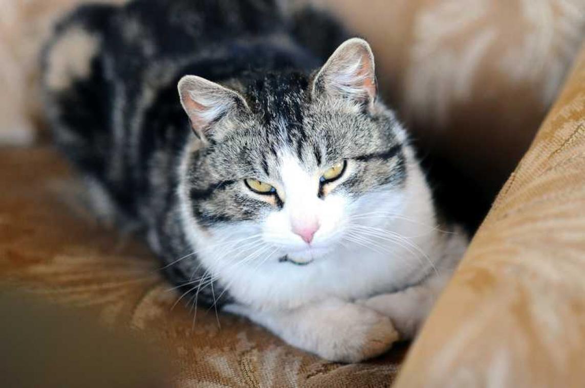 Wat de vacht van je kat verraadt over het karakter