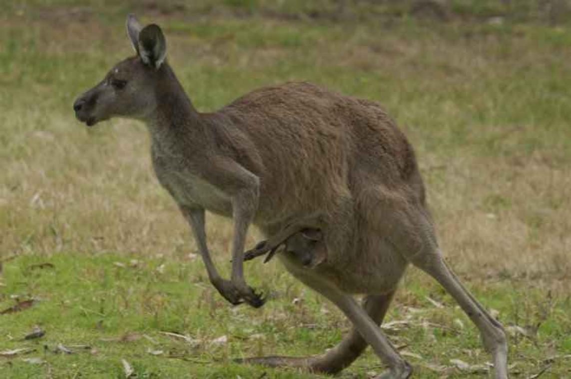 Kangoeroe gaat gevecht aan met Australische broers