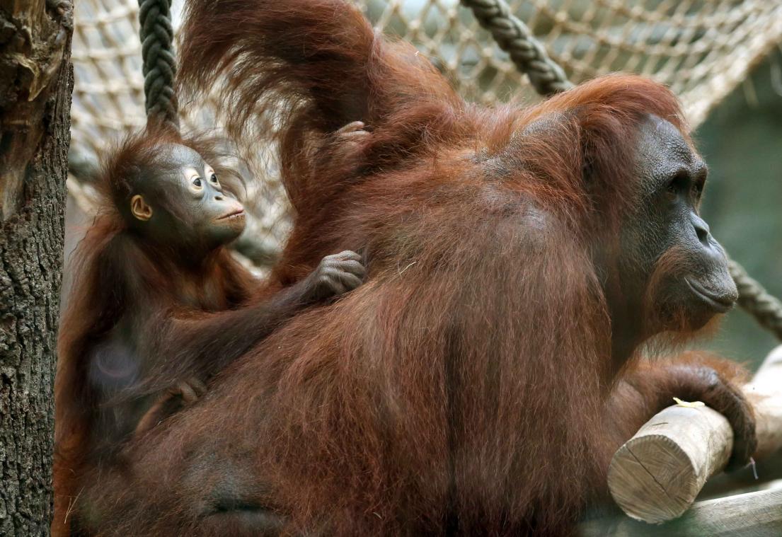 Aantal orang-oetans in Borneo neemt snel af