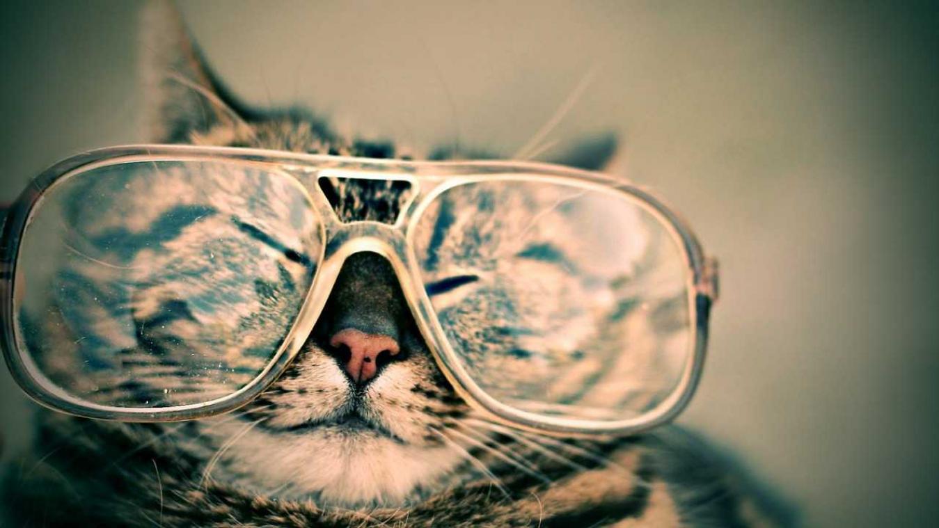 Tien redenen waarom katten beter zijn dan honden