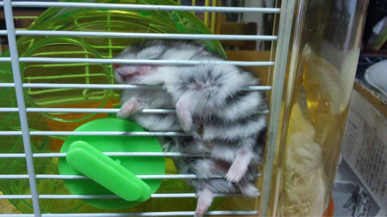 IN BEELD. Japanse huisdieren slapen in de gekste houdingen