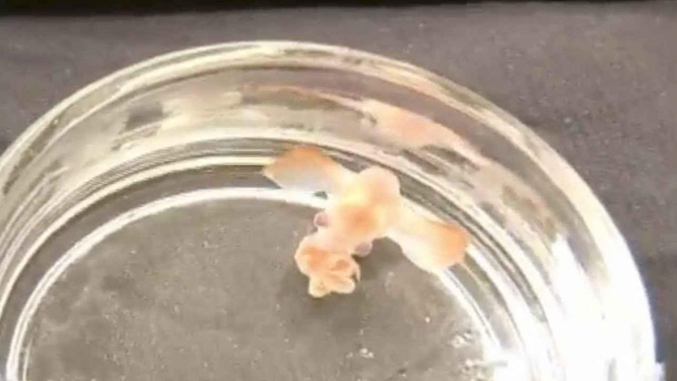 VIDEO. Maak kennis met de zeldzame 'Dumbo'-octopus