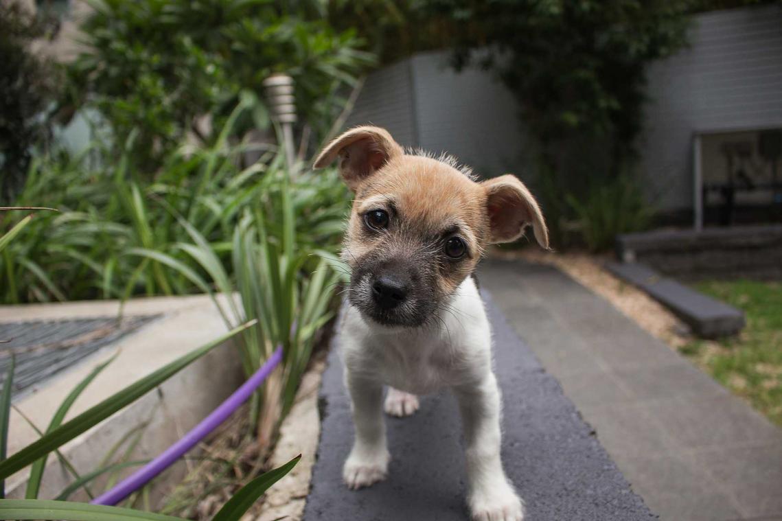 Daarom houden honden hun kop schuin
