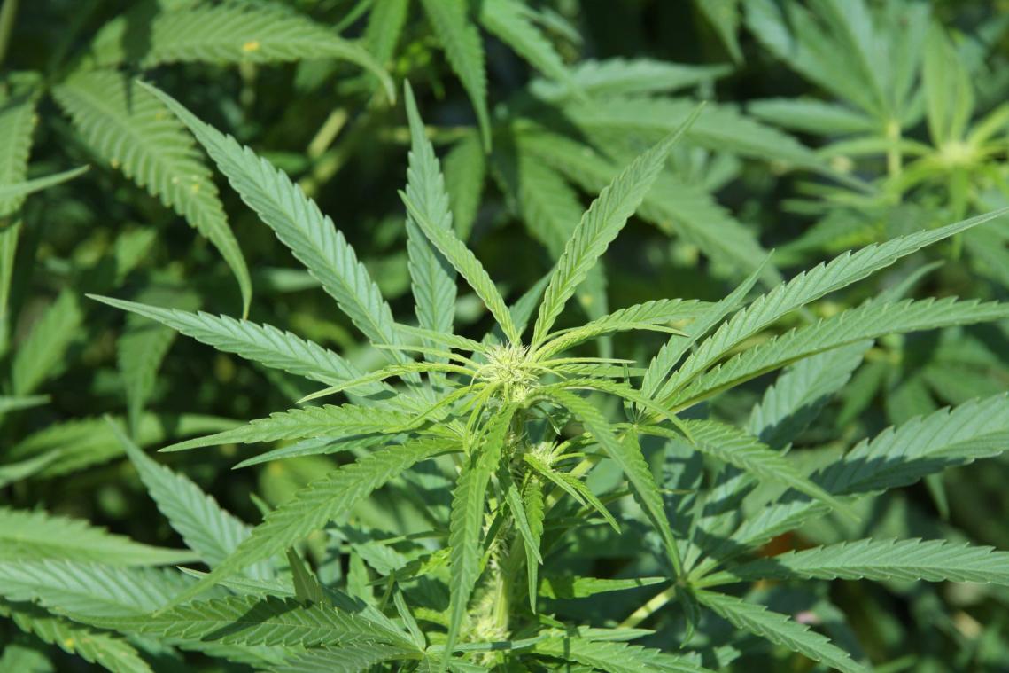 Deze grappige dingen doen mensen als ze stoned zijn
