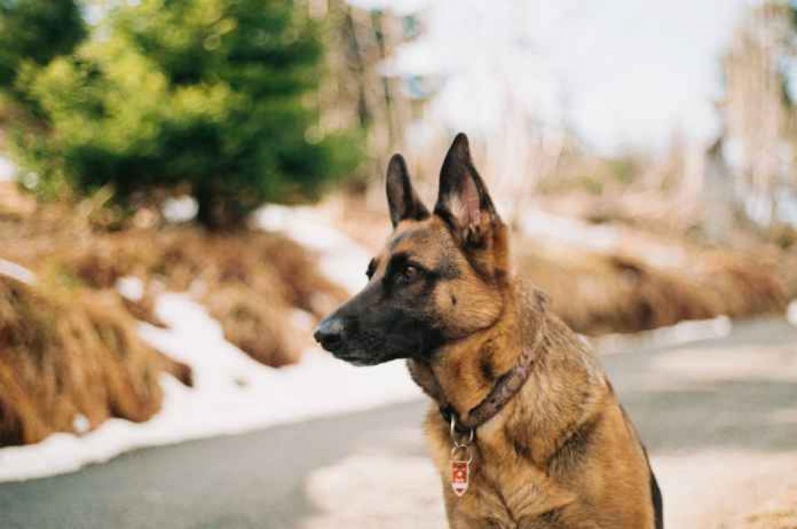 Vermiste hond duikt 400 kilometer verder op