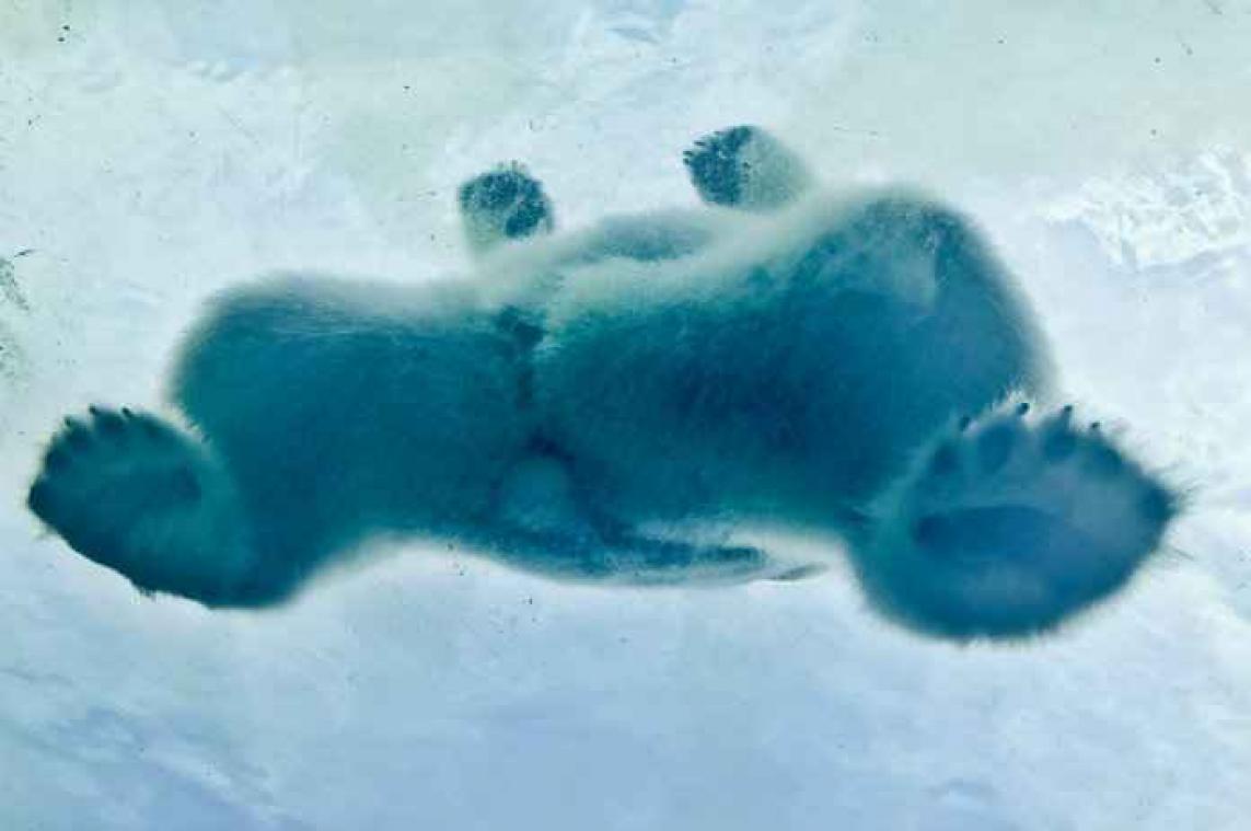 Acht weetjes over ijsberen voor International Polar Bear Day